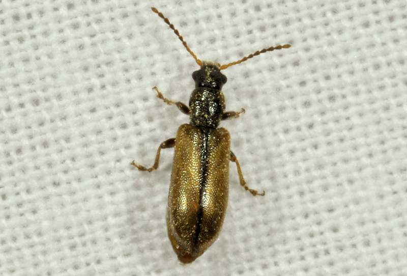 Chrysomelidae: Orsodacne lineola (cfr.)